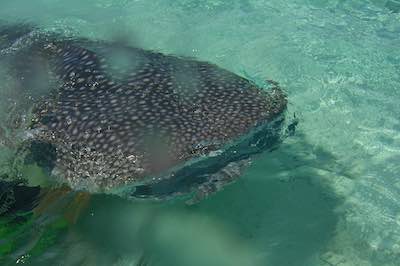 Whaleshark off Tanzania